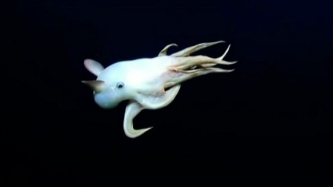 Retka vrsta hobotnice, nazvana po slonu Dambo, snimljena u dubinama Tihog okeana