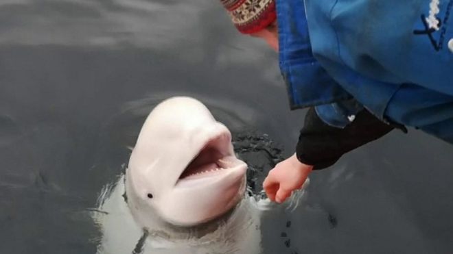 First 'retirement home' for showbiz beluga whales