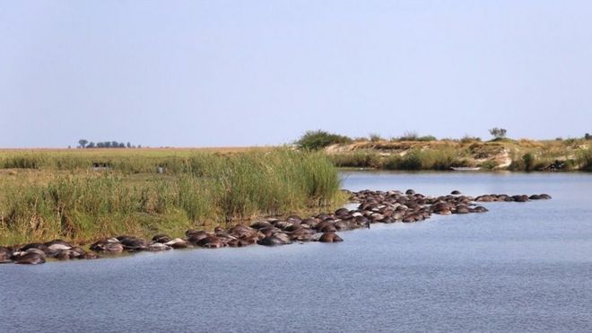 Image result for images of drowned buffaloes in namibia botswana border