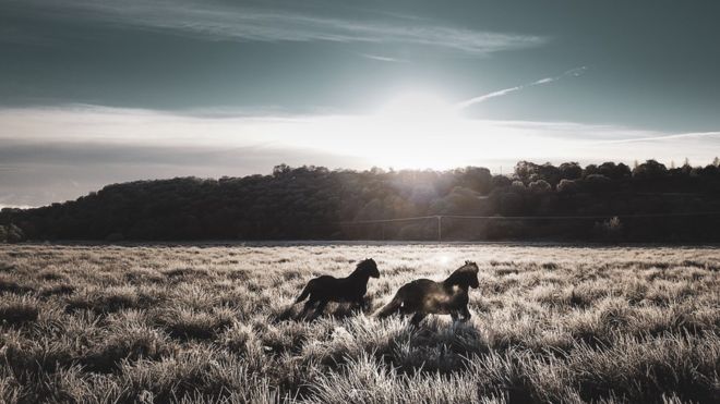 Лошади играют в морозный утренний рассвет