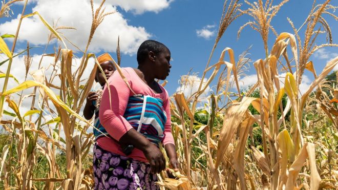 A woman carries a child on her back through a dry maize field