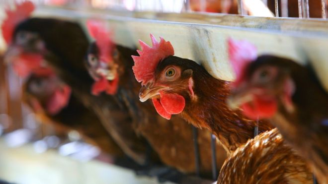 Chickens Gang Up To Kill Intruder Fox On French Farm Bbc News