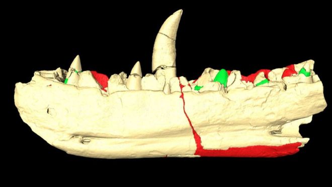 The scan of the jawbone