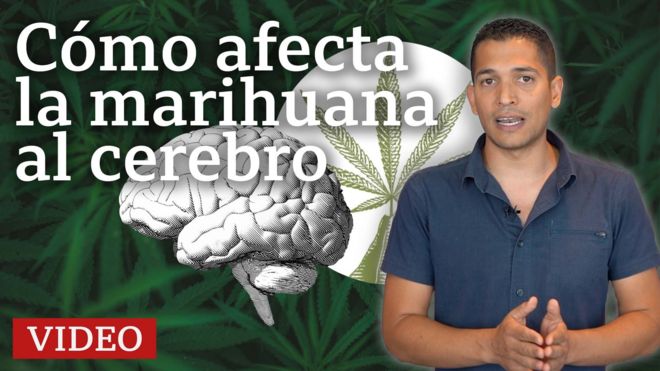 El impacto de la marihuana en el cerebro