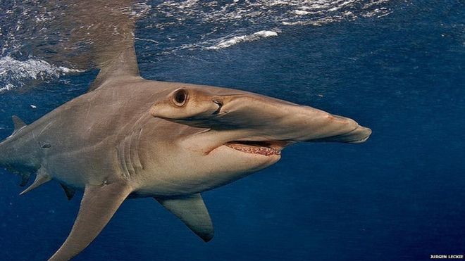 Большая акула-молот находится под угрозой незаконной рыбалки