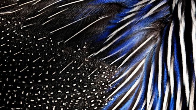 Перья синего и серебряного фазана