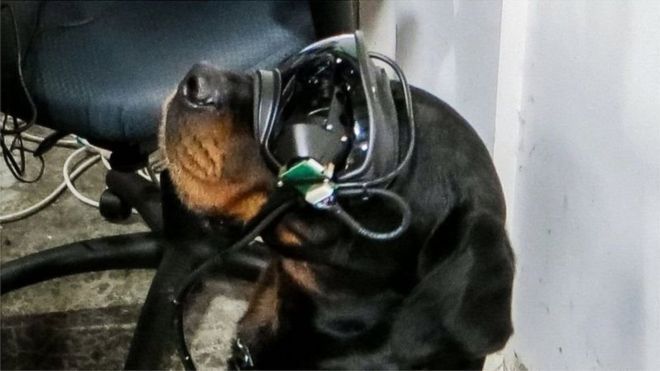کتوں کے لیے آگمینٹڈ ریالٹی چشمے جو کیمرے کا کام بھی دیتے ہیں