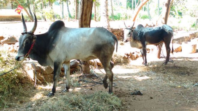 'ஜல்லிக்கட்டு காளைகளை நாங்கள் ஏன் வளர்க்கிறோம்?'