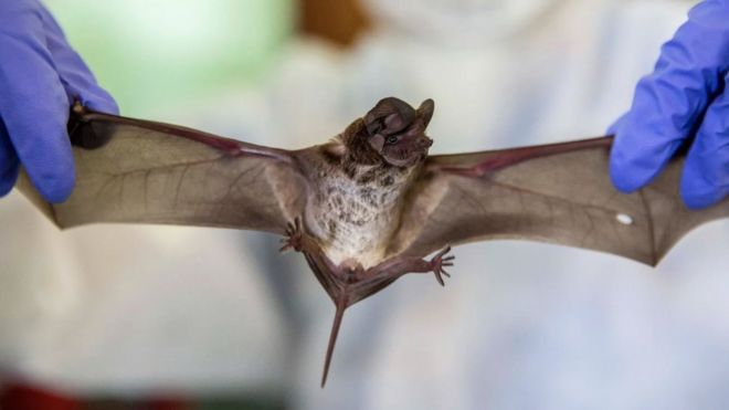 A fruit bat being held by its wings