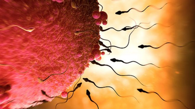sperm and egg