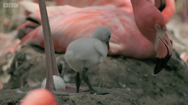 Pile flamingosa