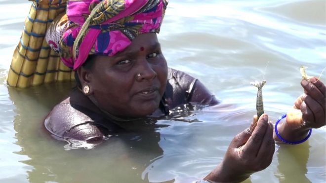 ஆபத்தை அறியாமல் கைகளால் இறால் பிடிக்கும் கடற்கரை பெண்களின் அவலம்