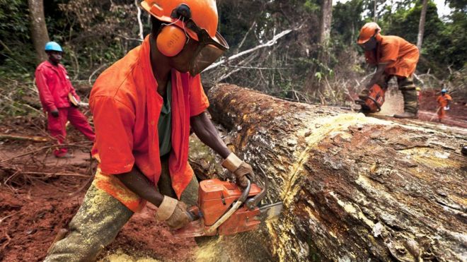 Вырубка деревьев в Камеруне