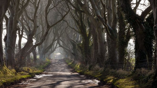 Темные изгороди привлекают тысячи туристов в Северную Ирландию