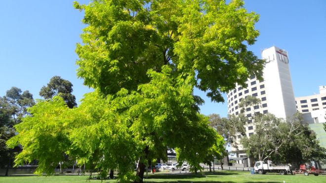Городское дерево, Мельбурн, Австралия (Изображение: Ричард Эллис / Flickr)