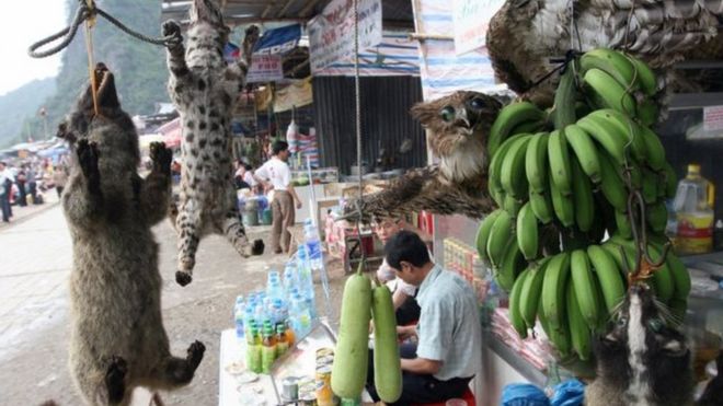 Việt Nam được biết đến đến là nơi tiêu thụ và trung chuyển trái phép các sản phẩm động vật hoang dã