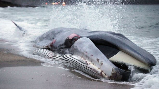 При попытке спасти кита, выброшенного на берег в Корнуолле, не удалось спасти