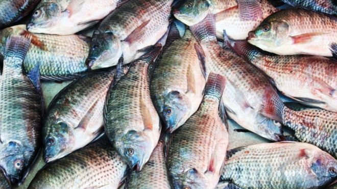Samaki aina ya Sato