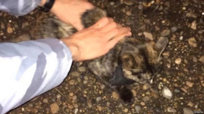 Russian Prisoners Using Cats as Drug Mules