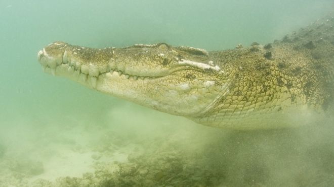 крокодил под водой