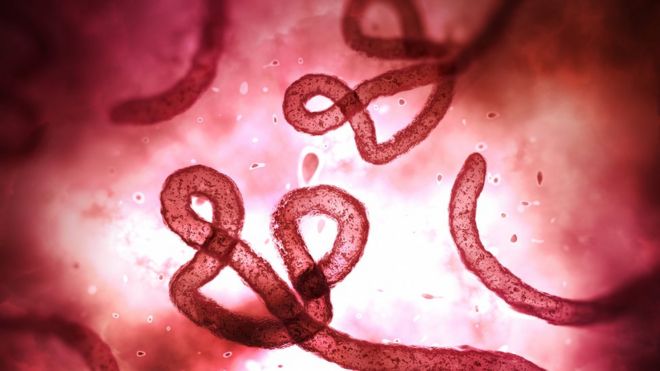 Вирус Эбола под микроскопом