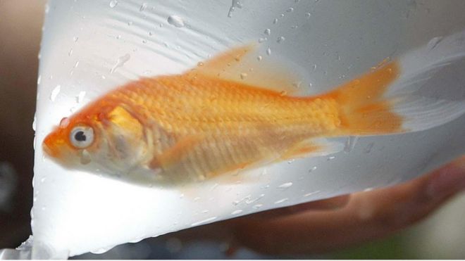 золотая рыбка в полиэтиленовом пакете