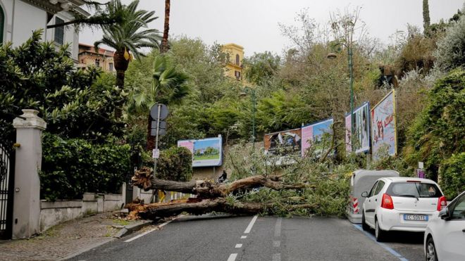 Вид упавшего дерева на улице после того, как сильный ветер обрушился на Неаполь, южная Италия, 29 октября 2018 года.