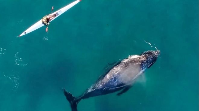 Whale swimming next to kayaker