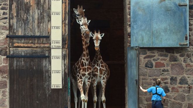 Жирафы выходят из Дома Жирафов в Честерском зоопарке в Честере