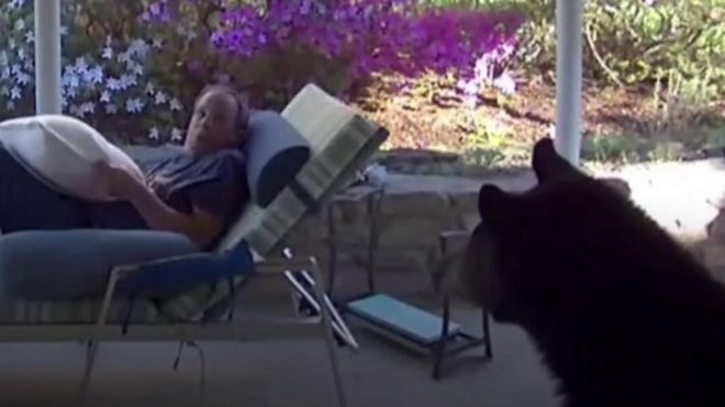 A black bear looking at a man on his sun lounger