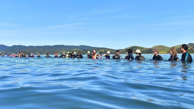 На этом снимке, сделанном 11 февраля 2017 года, изображены добровольцы, образующие человеческую цепь, чтобы не дать пилотам китов оказаться на Прощальной косе в Новой Зеландии.