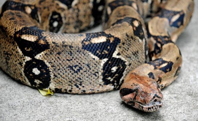 "Eva", a boa constrictor, pictured at the National Biodiversity Institute (INBIO) park in Santo Domingo de Heredia, Costa Rica