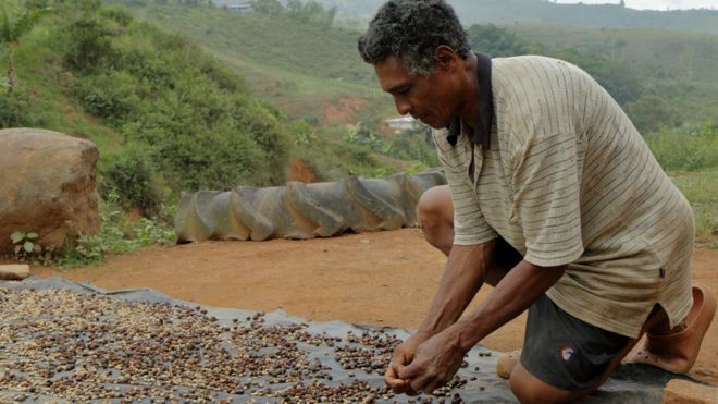 Hombre trabaja con café que se seca al sol (Foto: Natalio Cosoy/ BBC Mundo)