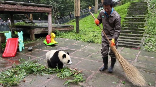 中國大熊貓保護研究中心內一名工作人員在小熊貓旁邊打掃