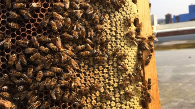 APICULTURA URBANA???? - BEEKEEPING URBAN ????