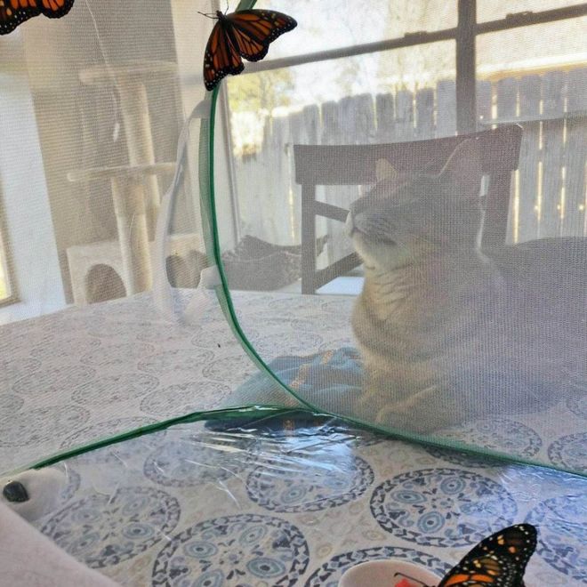 Кот Флоки лежит, глядя на вольер бабочки
