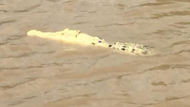 Купание крокодила в реке Аделаида