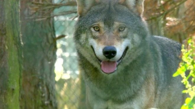 欧州のオオカミ、絶滅と繁殖の微妙なバランス