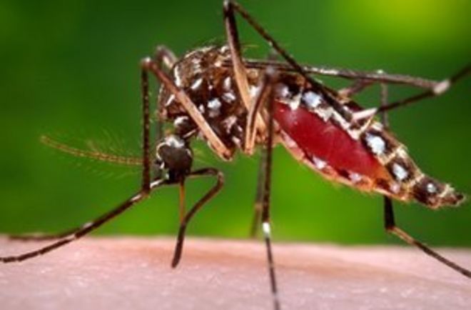 Самка комара Aedes aegypti в процессе приобретения кровяной муки у человека-хозяина.