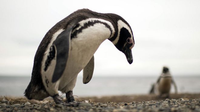Pingüinos magallánicos o patagónicos en Chile.
