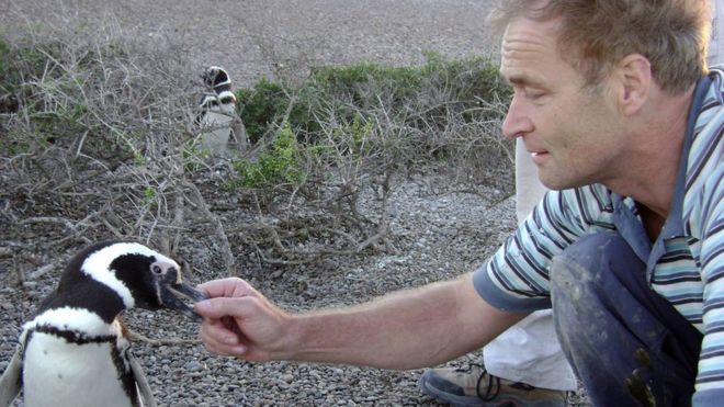 Проф Рори Уилсон помечает пингвина
