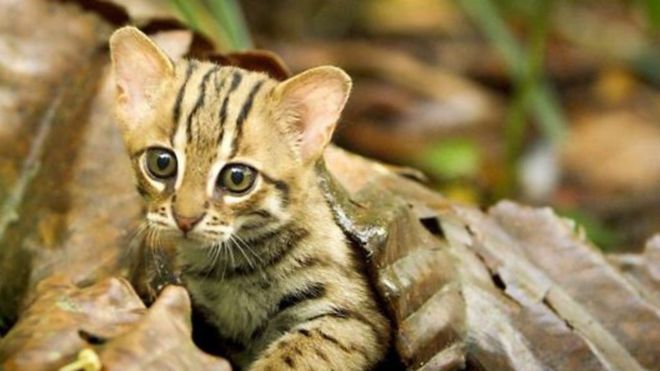 世界最小のネコ　視力は人間の6倍