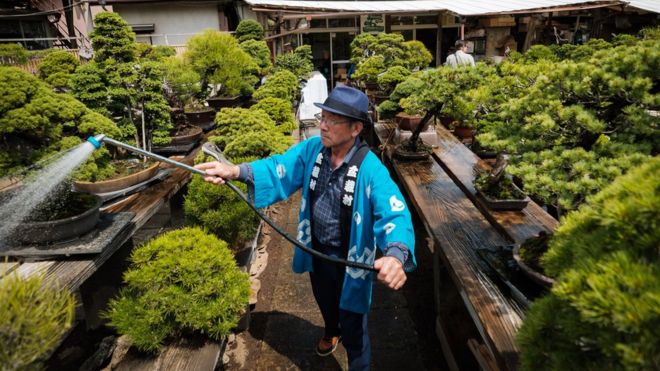 Сотрудник вод Бонсай в Сайтама, Япония.