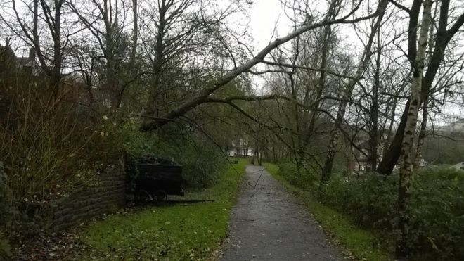 Ветры повалили это дерево в Абертридвере, Кайрфилли