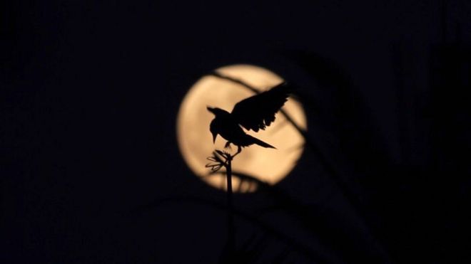 На снимке, сделанном в Каирском парке Аль-Азхар, изображена птица, вырисовывающаяся на фоне золотой луны