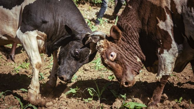 Борьба быков - лицом к лицу - в западной Кении
