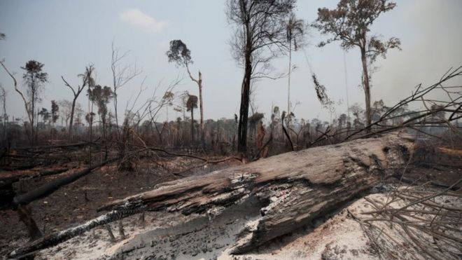 Área da floresta amazônica queimada