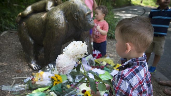 Мальчик приносит цветы, чтобы положить возле статуи гориллы у закрытой выставки «Мир горилл» в ботаническом саду зоопарка Цинциннати, понедельник, 30 мая 2016 года, в Цинциннати.