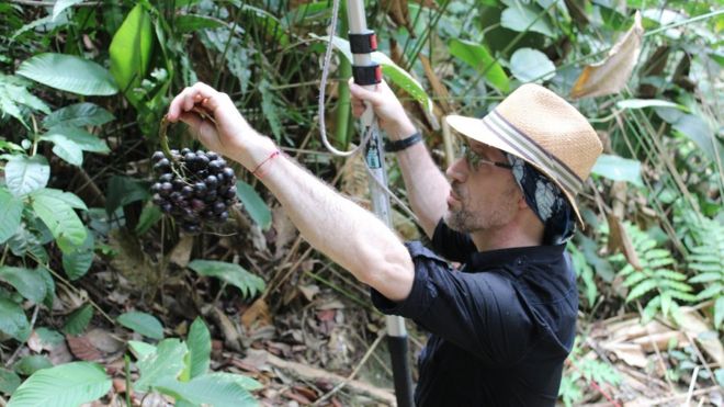Mauricio Diazgranados examinando una planta en una expedición en Colombia.