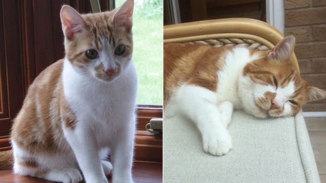 Lost Cat Reunited With Owner After Ten Years